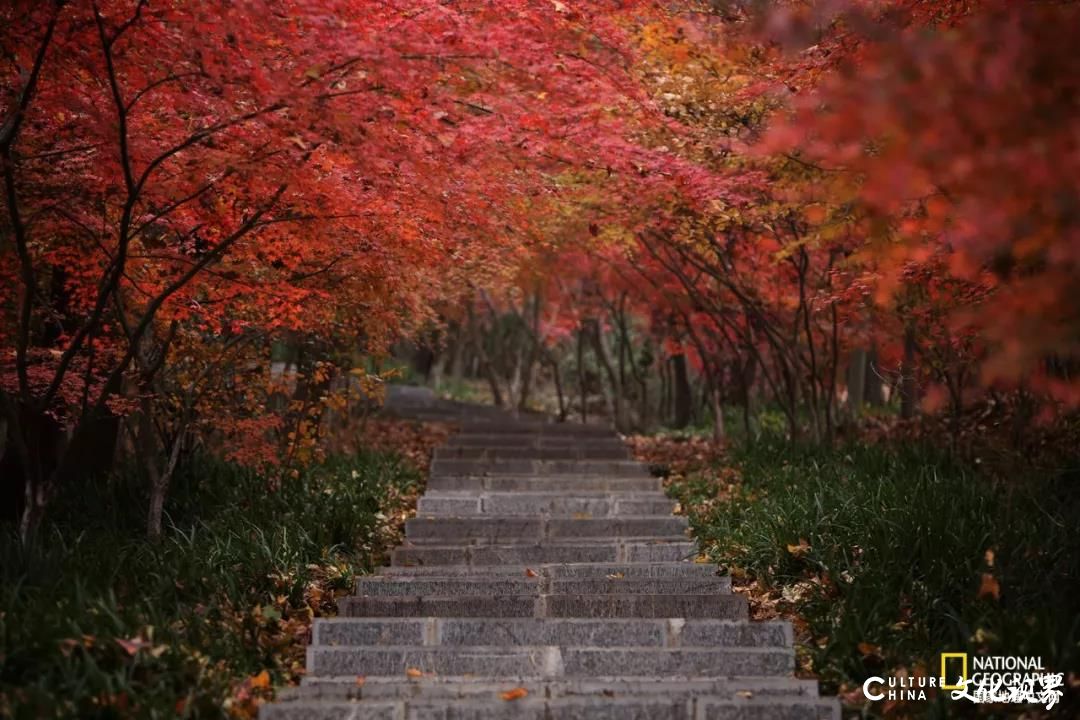 或迷人斑斓 或静谧清冷 或神秘莫测——古都南京最令人沉醉的季节，怎么看都看不够