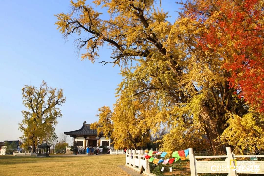 或迷人斑斓 或静谧清冷 或神秘莫测——古都南京最令人沉醉的季节，怎么看都看不够