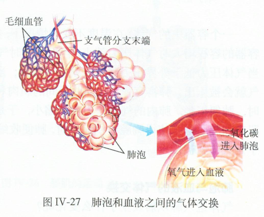 解放军总医院封志纯教授：脐带血将有效应用于新生儿支气管肺发育不良的治疗