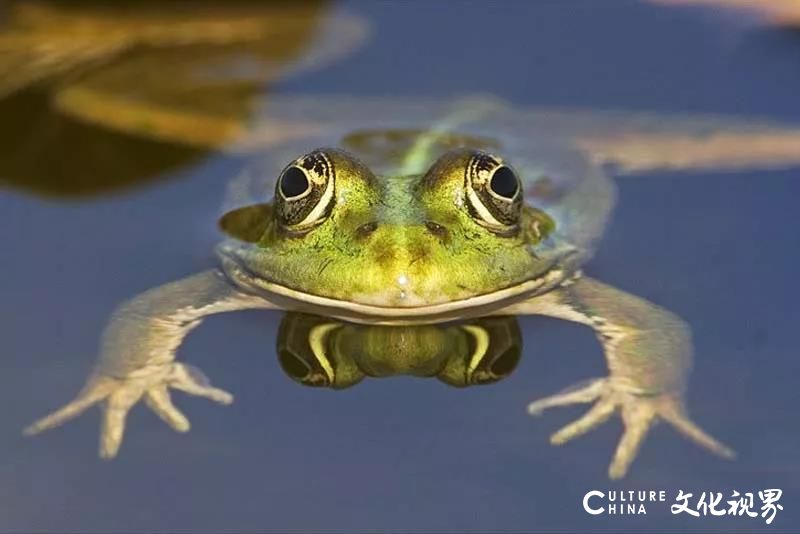 印象济南·泉世界推出IP新形象——“泉世界不鸣蛙”，将以百变小咖的亲切形象直观展现园区的风采