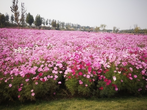 从“绿意盎然”转向“多姿多彩”——2020年济南市建成花海景观11处，栽植各类地被、花卉22万余平