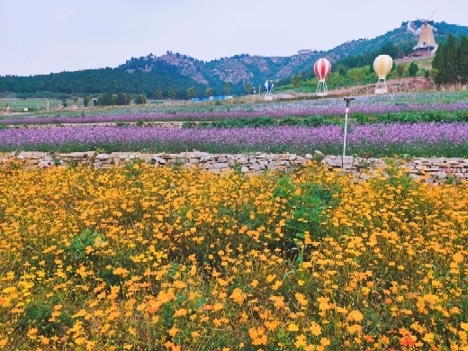 从“绿意盎然”转向“多姿多彩”——2020年济南市建成花海景观11处，栽植各类地被、花卉22万余平
