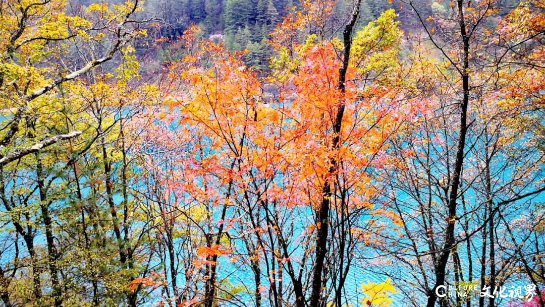 多姿多彩   美如仙境——嘉华旅游带你去看绝美的秋日黄龙九寨