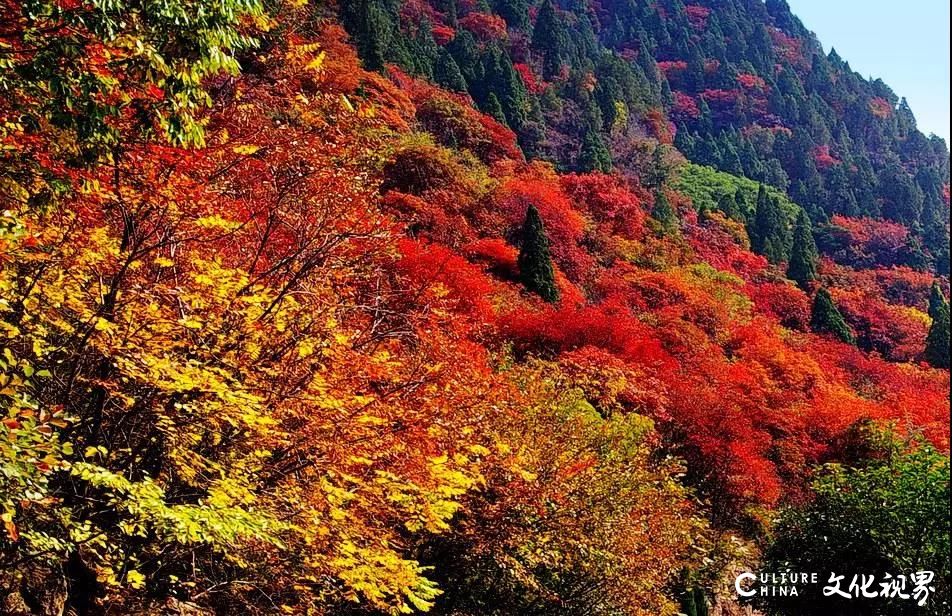 山东“最美高速”济泰高速正式通车，一路美景相伴，泰安到济南只需半小时