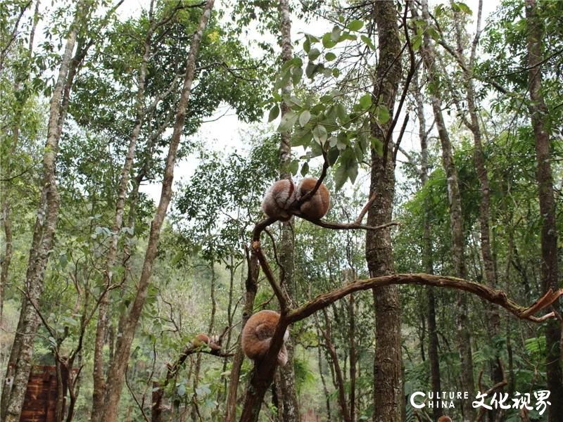 “琉璃万顷”抚仙湖、普洱国家公园、墨江北回归线……嘉华旅游邀您自组“俏”云南，体验那些近在咫尺的中国之美