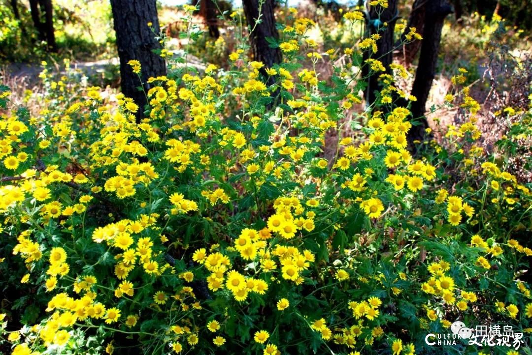 青岛田横岛|一地金黄菊花灿，笑傲海岛深秋中