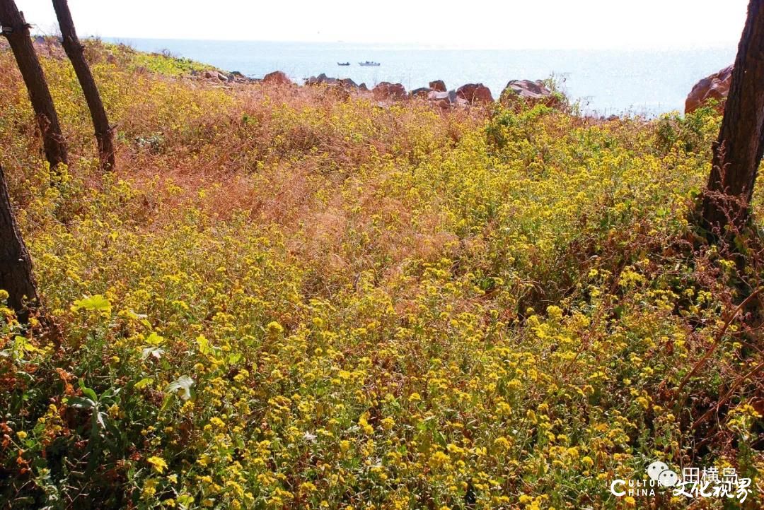 青岛田横岛|一地金黄菊花灿，笑傲海岛深秋中