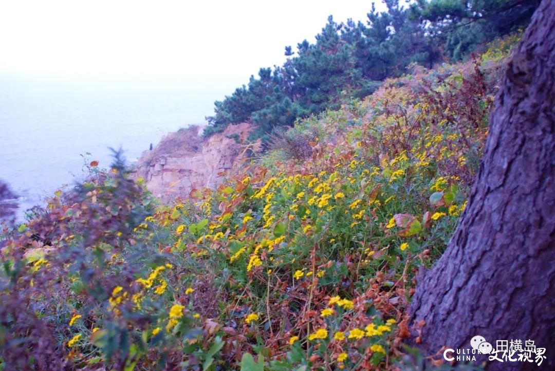 青岛田横岛|一地金黄菊花灿，笑傲海岛深秋中