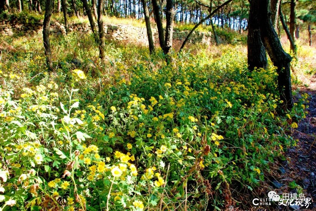 青岛田横岛|一地金黄菊花灿，笑傲海岛深秋中