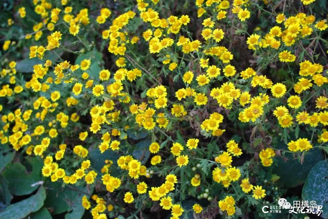 青岛田横岛|一地金黄菊花灿，笑傲海岛深秋中