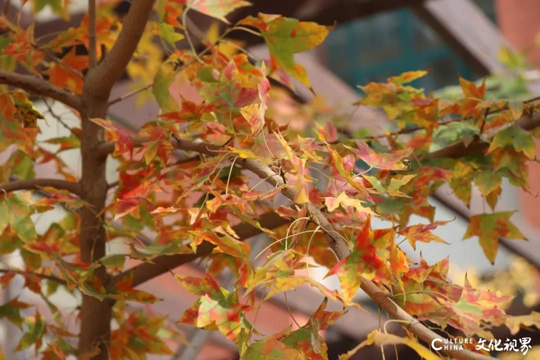 一叶落知天下秋，济南高新区劝学里小学班级特色文化展融入秋季盛景
