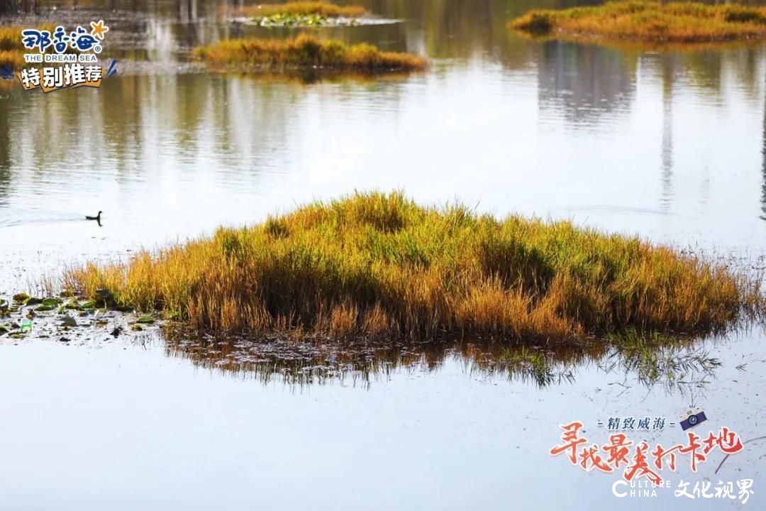 打卡威海林泉河湿地公园，欣赏飞鸟与落叶共纷飞的美