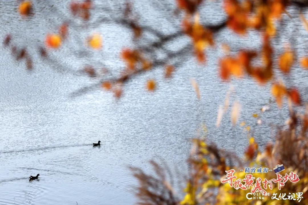 打卡威海林泉河湿地公园，欣赏飞鸟与落叶共纷飞的美