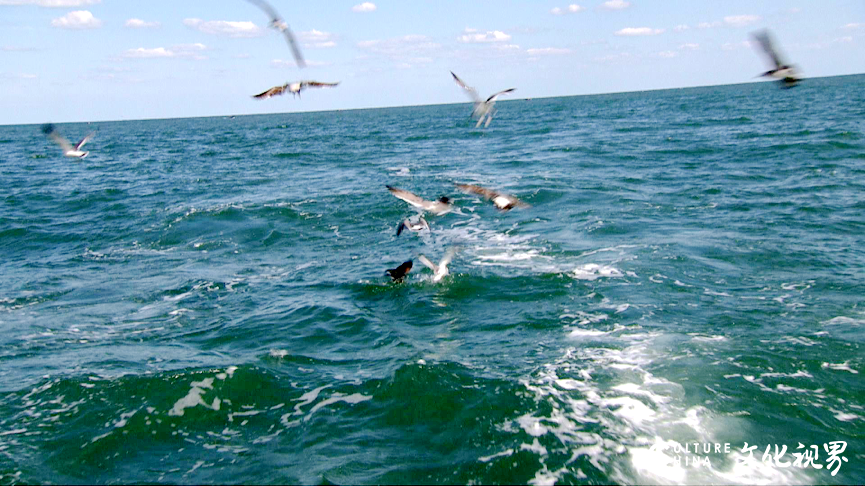 喂海鸥、出海捞蟹、品海鲜……跟随央视一起游览威海鸡鸣岛