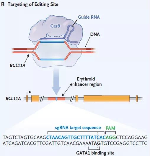 基因编辑技术让造血干细胞“威力”大增，可有效治疗输血依赖性β地中海贫血（TDT）和镰状细胞病（SCD）