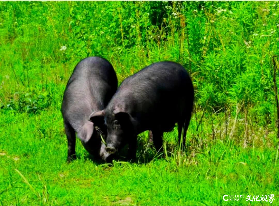 住窑洞、听民歌、喝清泉、经四季、食五谷——优质健康、营养丰富的陕西黑毛土猪将走进得利斯的原料库
