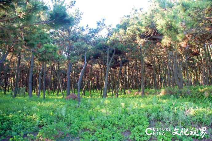 青岛田横岛的森林覆盖率达90%，成为美丽海岛的绿色“守护神”