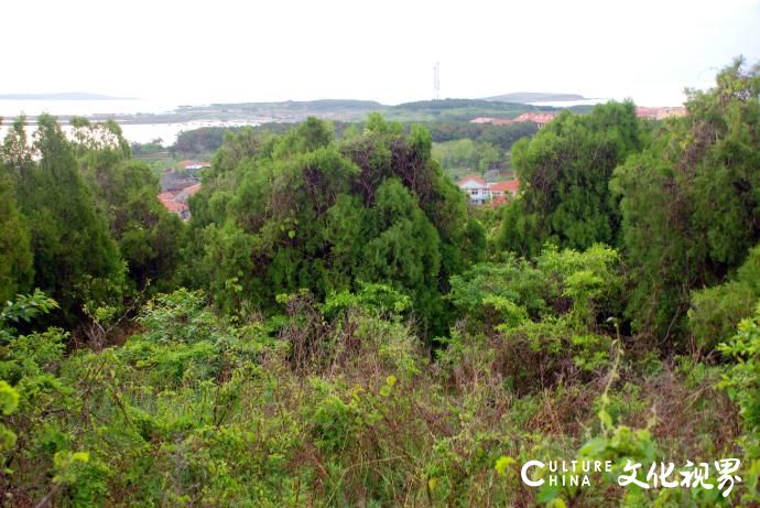青岛田横岛的森林覆盖率达90%，成为美丽海岛的绿色“守护神”