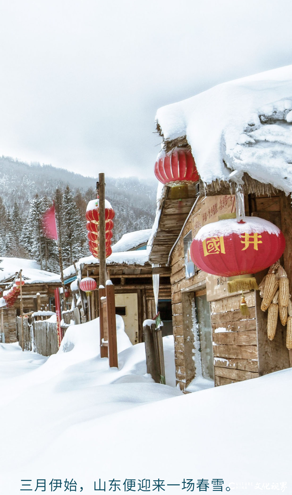 斟一杯国井，赏银妆春雪