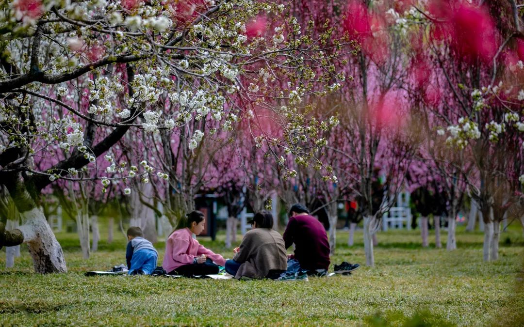 拥抱春天，播种绿色——济南最全植树游玩攻略发布