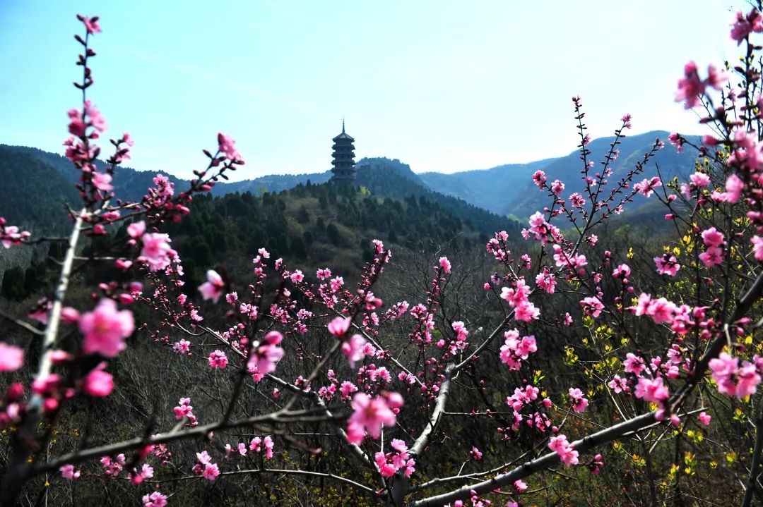 拥抱春天，播种绿色——济南最全植树游玩攻略发布