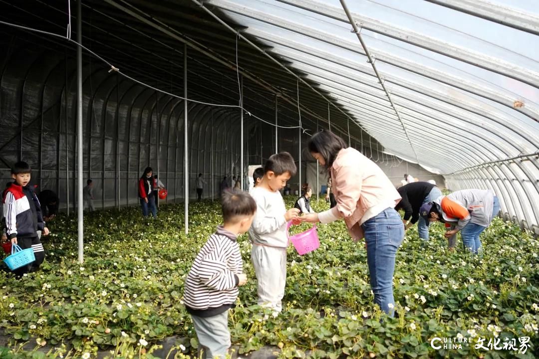 拥抱“莓”好春天！山师齐鲁实验学校开展“绿色农业采摘园”劳动实践活动