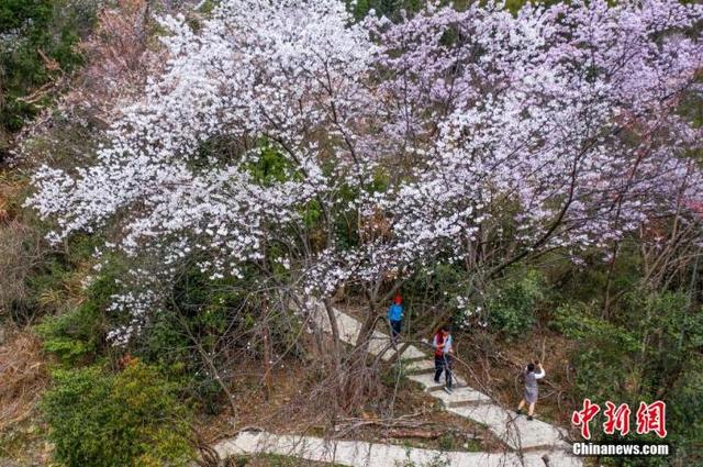 文旅部：旅游景区游客接待上限由各地确定，不搞“一刀切”