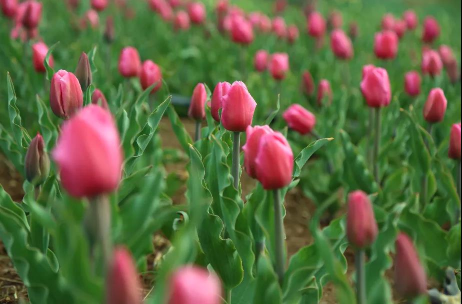 酒不醉人花自醉，潍坊醉美“百万郁金香花海旅游文化节”4月2日将在齐鲁酒地盛大开幕