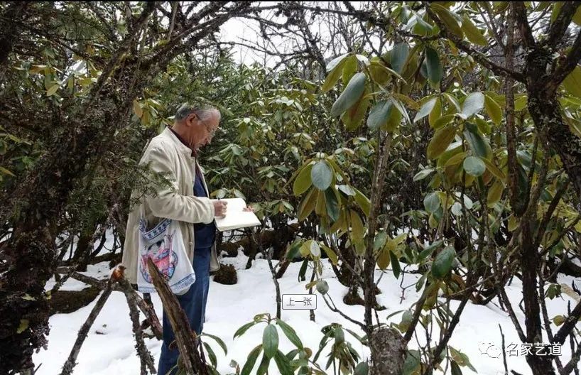 为高山杜鹃进行丹青立传——著名画家沈光伟的高山杜鹃情结与水墨图式文本