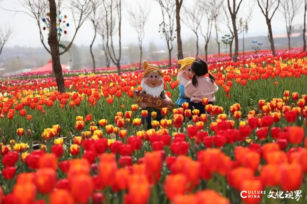 潍坊齐鲁酒地百万郁金香花海旅游节正式开启，邀你共赴一场春日芬芳盛宴