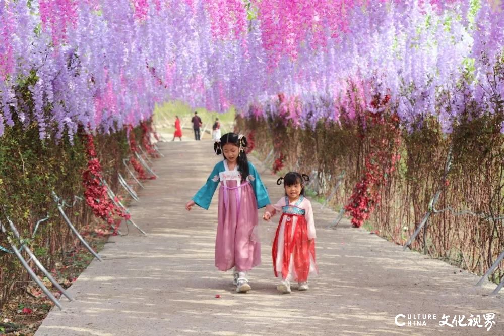 潍坊齐鲁酒地百万郁金香花海旅游节正式开启，邀你共赴一场春日芬芳盛宴