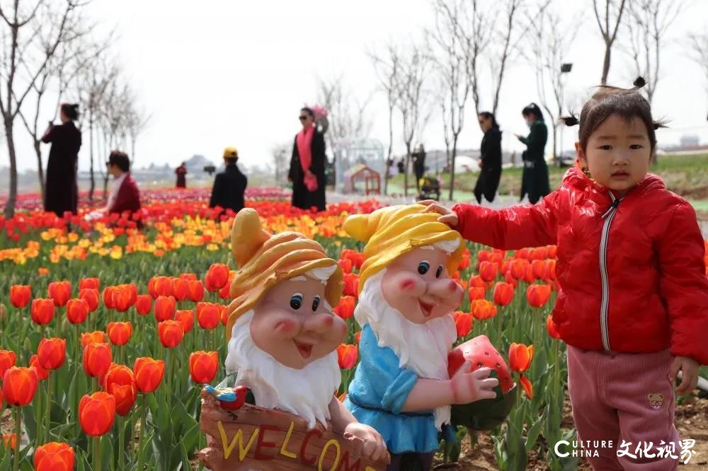 潍坊齐鲁酒地百万郁金香花海旅游节正式开启，邀你共赴一场春日芬芳盛宴