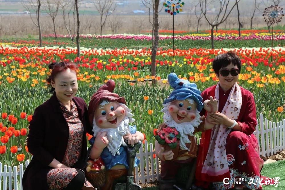 潍坊齐鲁酒地百万郁金香花海旅游节正式开启，邀你共赴一场春日芬芳盛宴