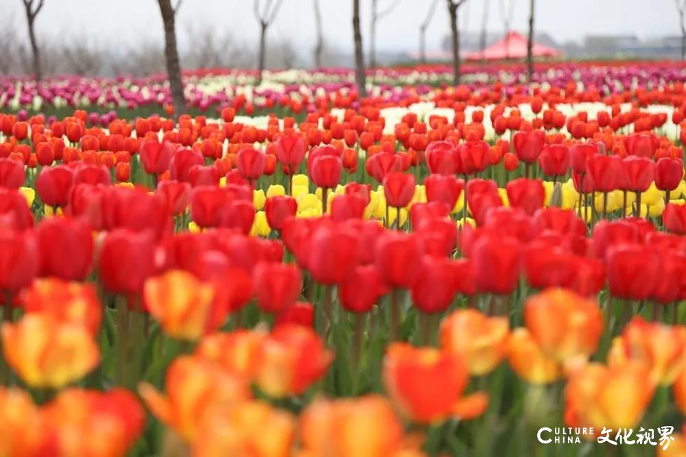 潍坊齐鲁酒地百万郁金香花海旅游节正式开启，邀你共赴一场春日芬芳盛宴