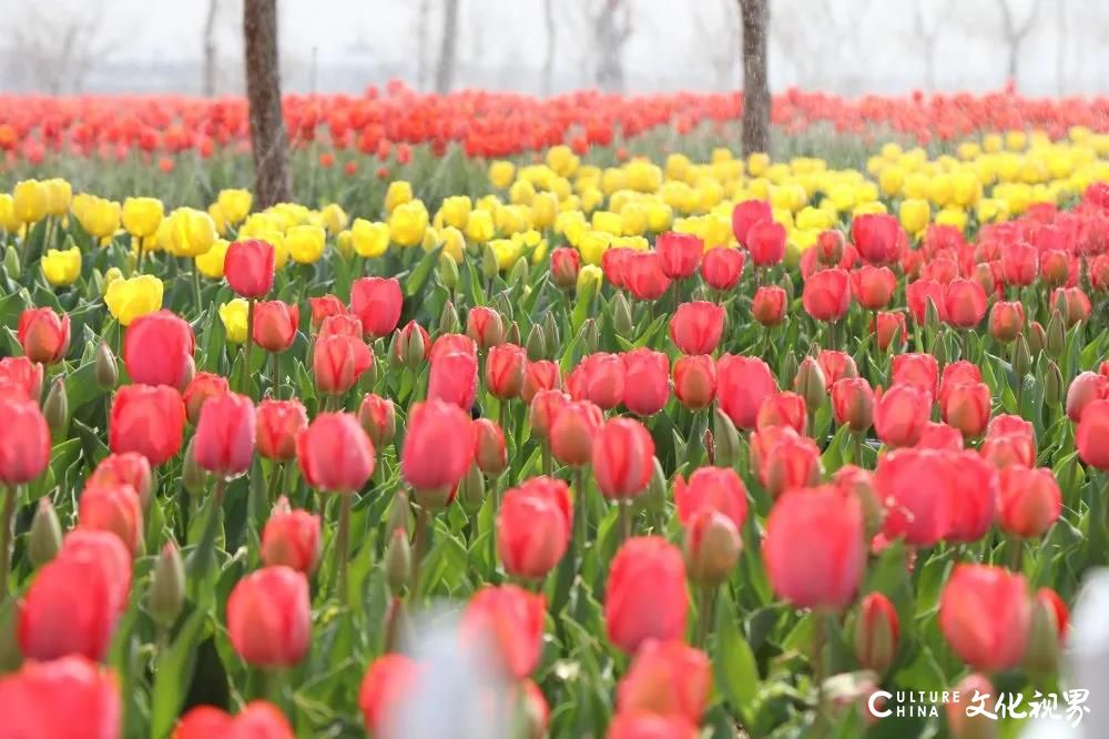 潍坊齐鲁酒地百万郁金香花海旅游节正式开启，邀你共赴一场春日芬芳盛宴