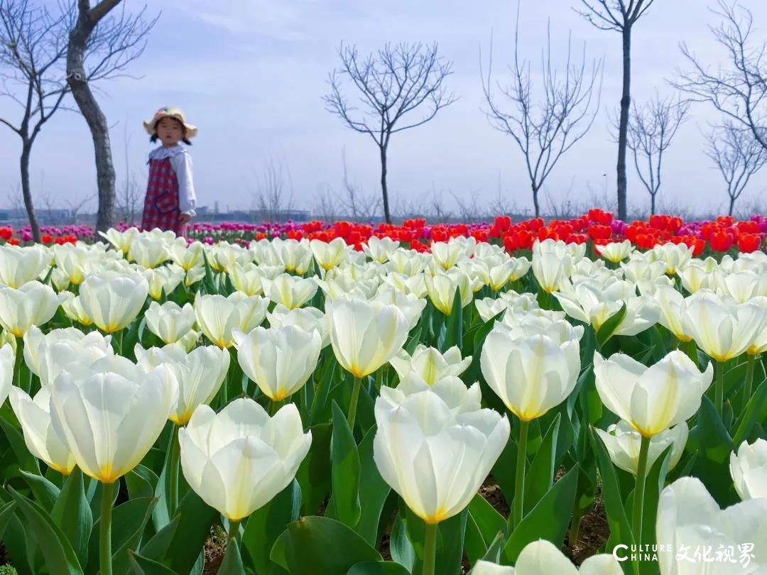 潍坊齐鲁酒地百万郁金香花海旅游节正式开启，邀你共赴一场春日芬芳盛宴