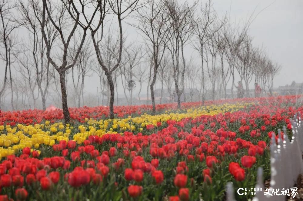 潍坊齐鲁酒地百万郁金香花海旅游节正式开启，邀你共赴一场春日芬芳盛宴