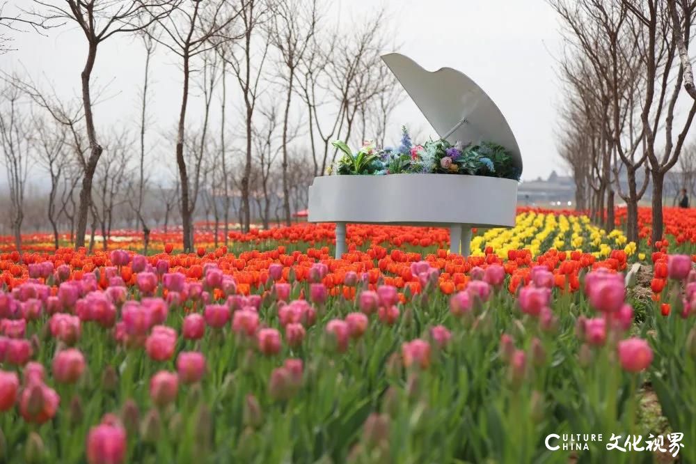 潍坊齐鲁酒地百万郁金香花海旅游节正式开启，邀你共赴一场春日芬芳盛宴