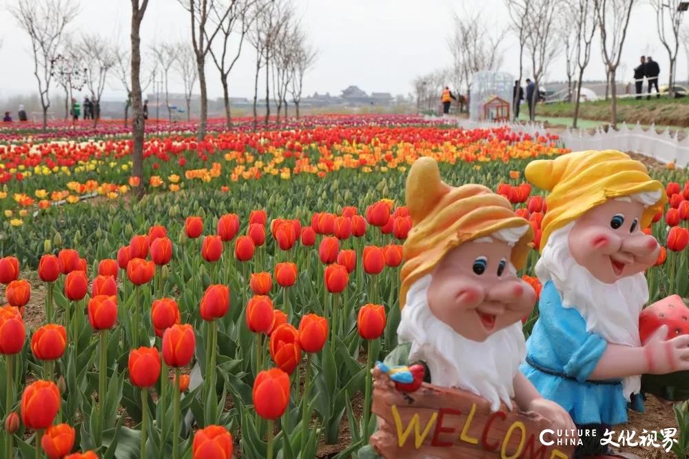 潍坊齐鲁酒地百万郁金香花海旅游节正式开启，邀你共赴一场春日芬芳盛宴