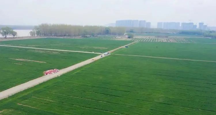 济南黄河生态草坪基地成新晋“网红打卡地”，被称为内蒙古大草原“济南分原”