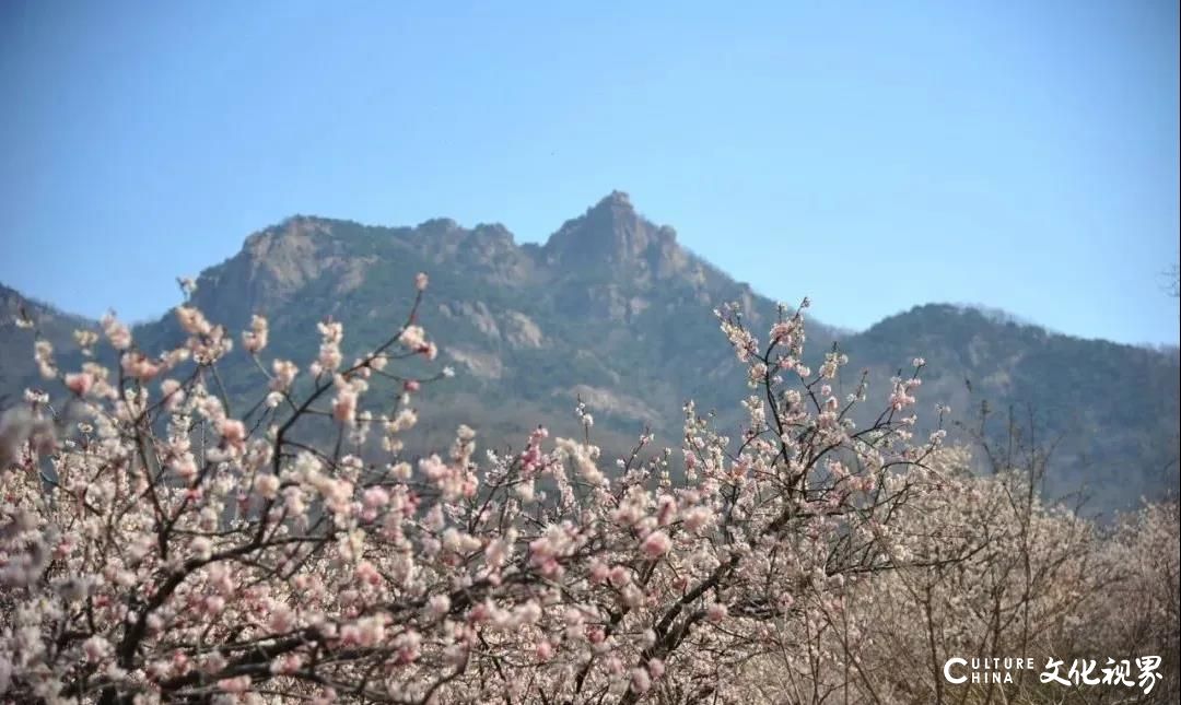 千亩樱桃林“秒变”仙境！山东日照一小众打卡地美成粉色天堂，你不去看看吗？
