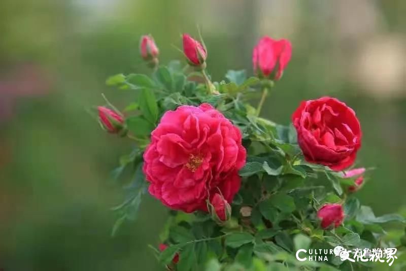 济南增选玫瑰为市花，进入“荷谐玫好”时代