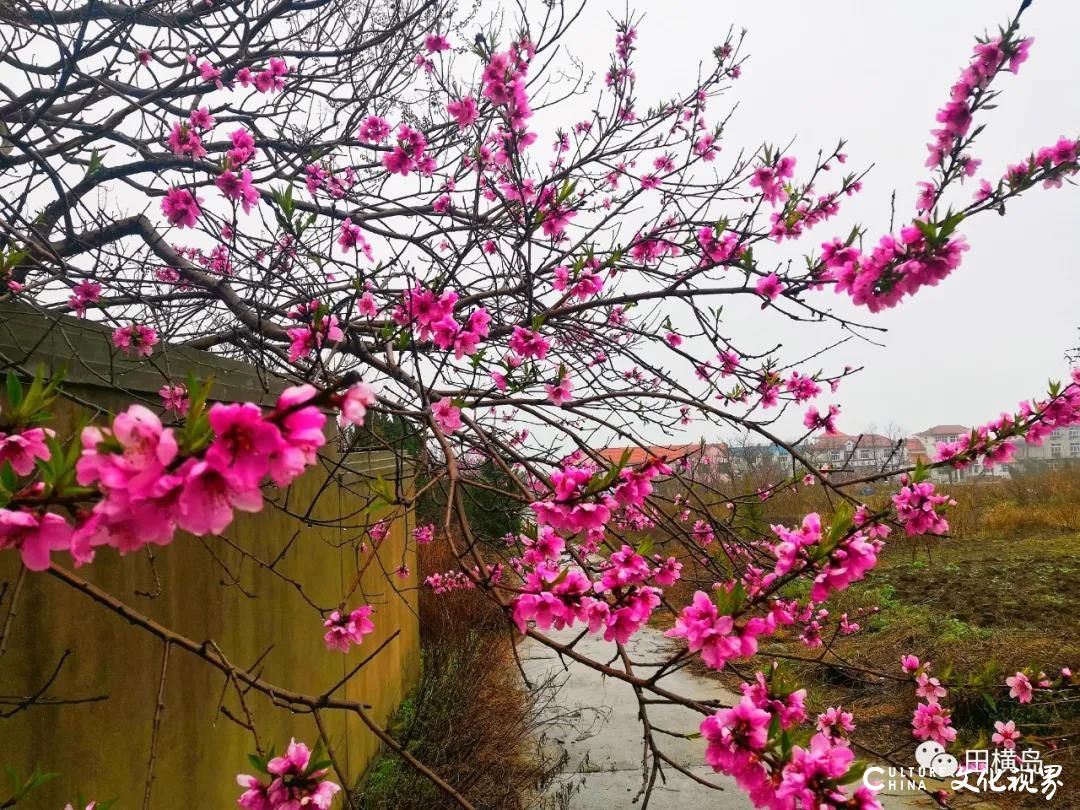 青岛田横岛之春——来一趟最美山海游，邂逅绚烂春天