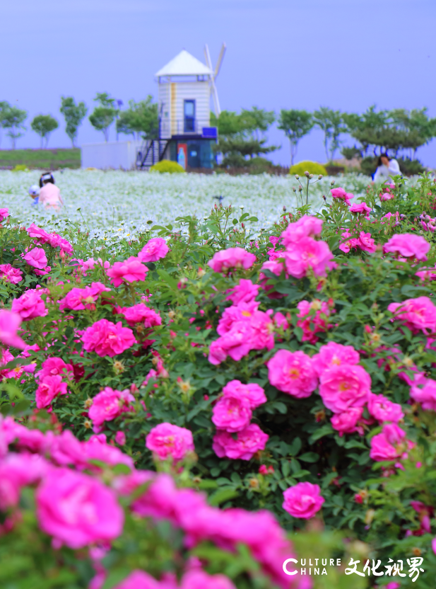 齐鲁酒地玫瑰花海旅游节开启，寻觅最浪漫的故事