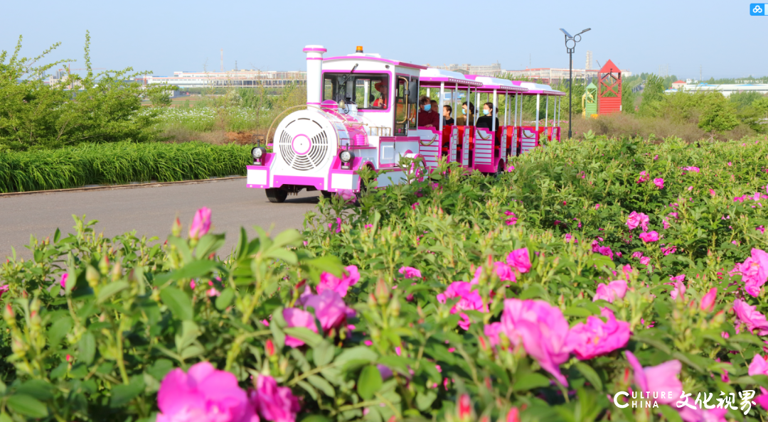 齐鲁酒地玫瑰花海旅游节开启，寻觅最浪漫的故事