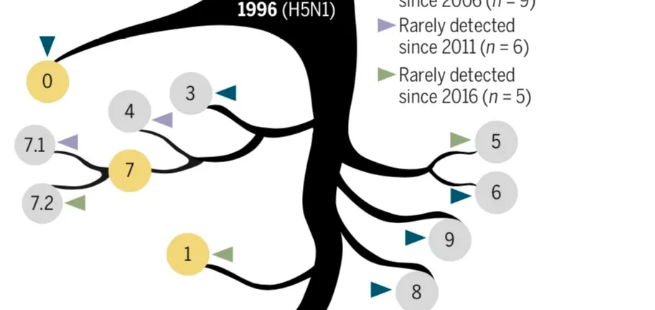 史卫峰、高福等专家：新发的H5N8禽流感病毒可造成人感染，须引起重视