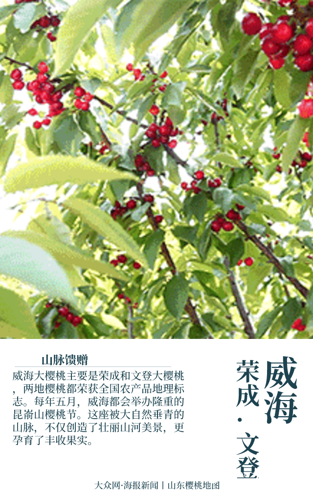 稳占中国樱桃半壁江山，山东樱桃为什么这样“红”？