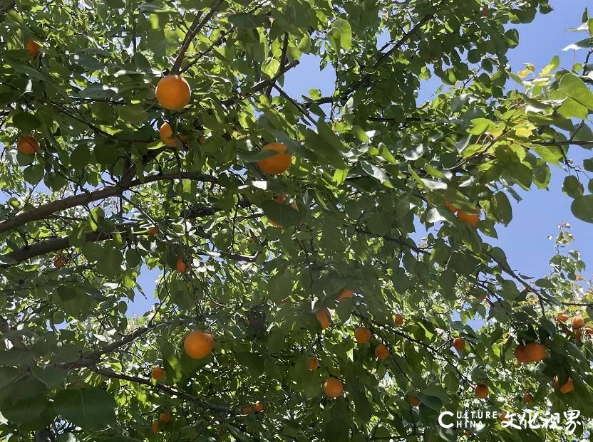 齐鲁酒地杏林开园啦！酸甜溢满“杏”福采摘季