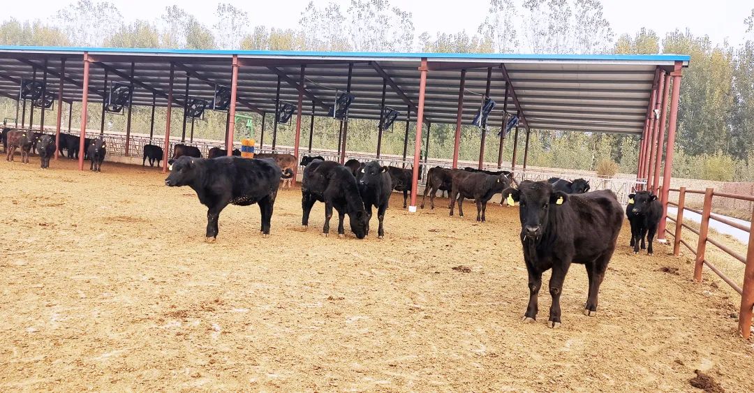 打破国际垄断，君博·澳和牧业将率先在国内繁育出纯血和牛