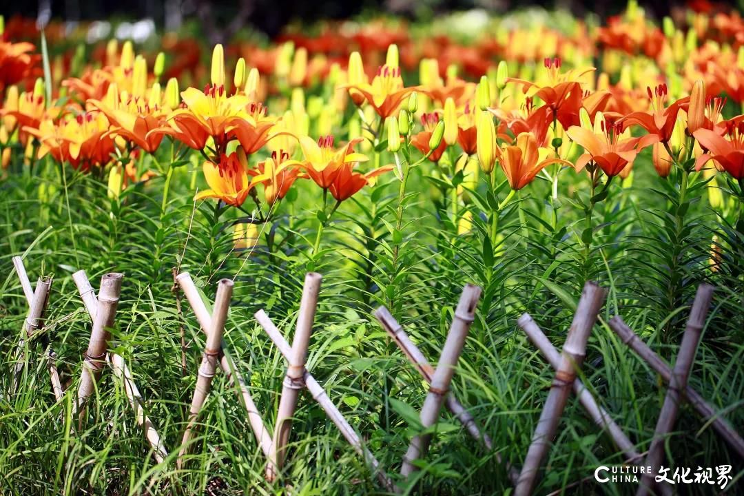 游在济南：最喜夏花之绚烂